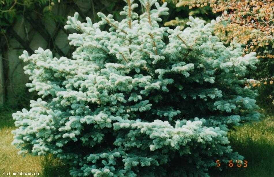 Ель колючая «Глаука Глобоза» - Picea pungens «Glauca Globosa»