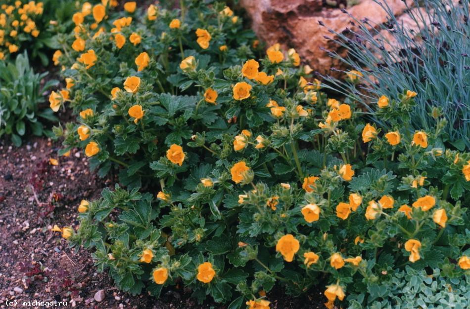 Лапчатка алтайская - Potentilla altaica