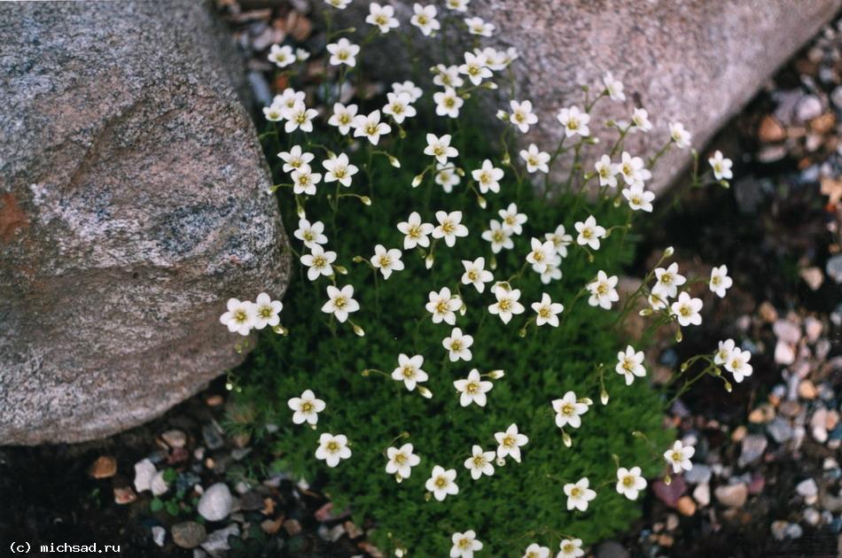 Камнеломка дернистая - Saxifraga caespitosa