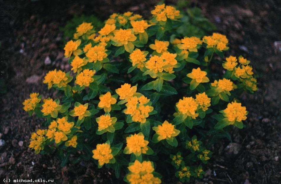 Молочай многоцветный — Euphorbia polychroma (= Е. lingulata = E. epithymoides)