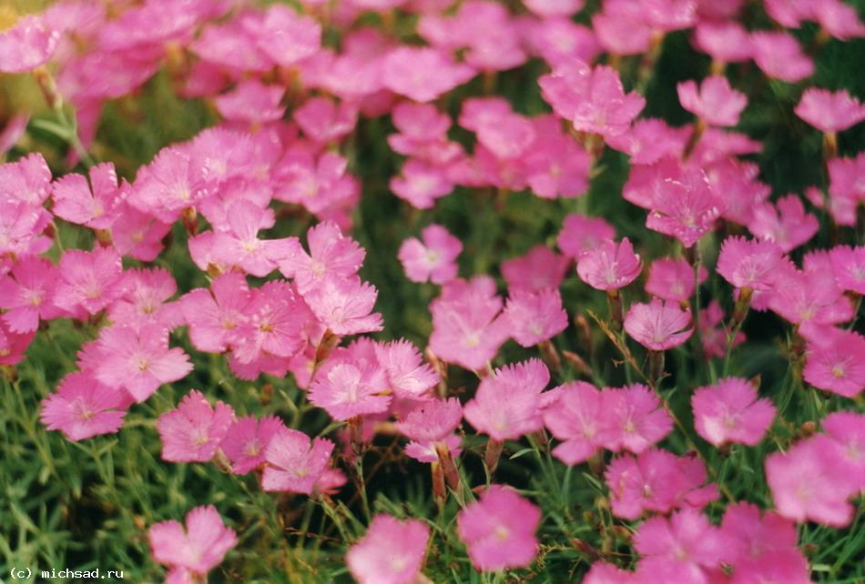 Dianthus deltoides - Гвоздика травянка