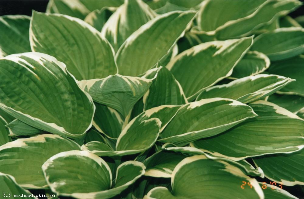 Хоста гибридная 'Francee' -  Hosta hybridum  'Francee'