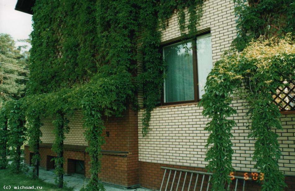 Виноград девичий пятилисточковый — Parthenocissus quinquefolia