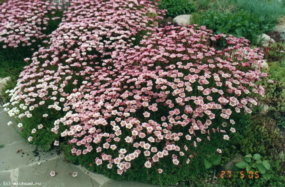 Камнеломка дернистая - Saxifraga caespitosa