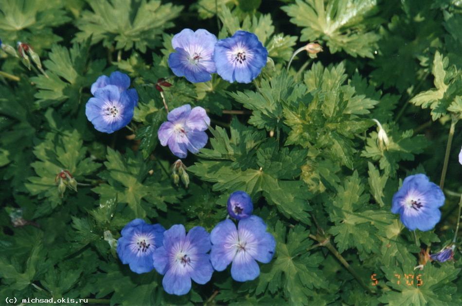 ГЕРАНЬ (Geranium) 