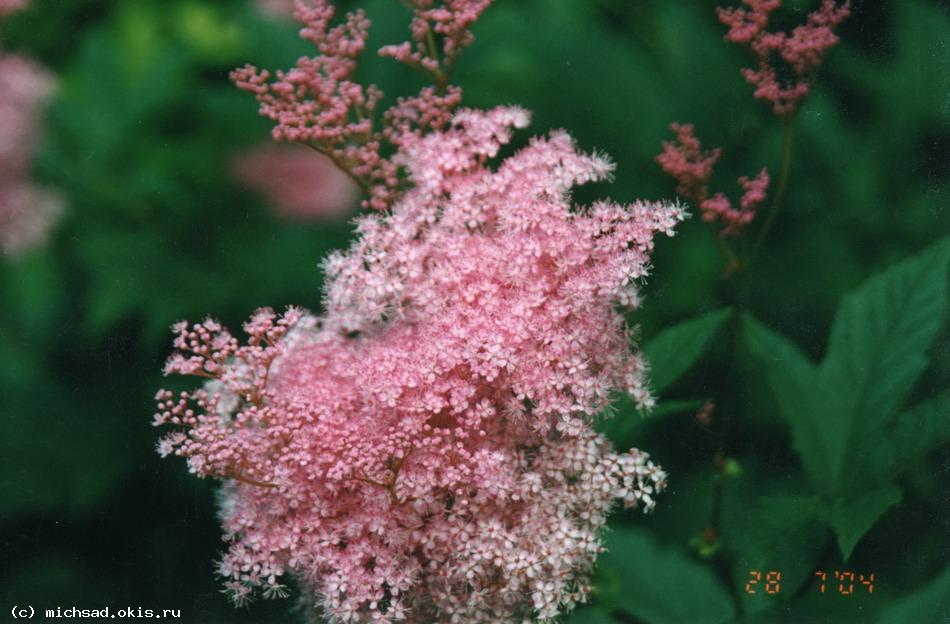 Таволга, или Лабазник (Filipendula) 