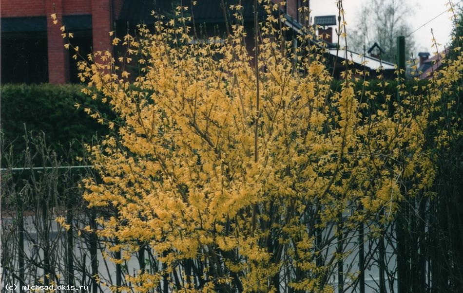 ФОРЗИЦИЯ (Forsythia)