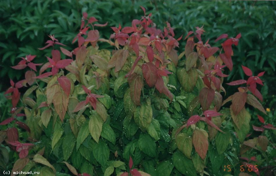 Спирея японская «Крупнолистная» - Spiraea japonica «Macrophylla»