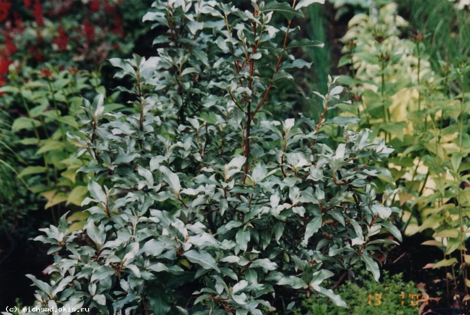 Лох серебристый (Elaeagnus argentea)