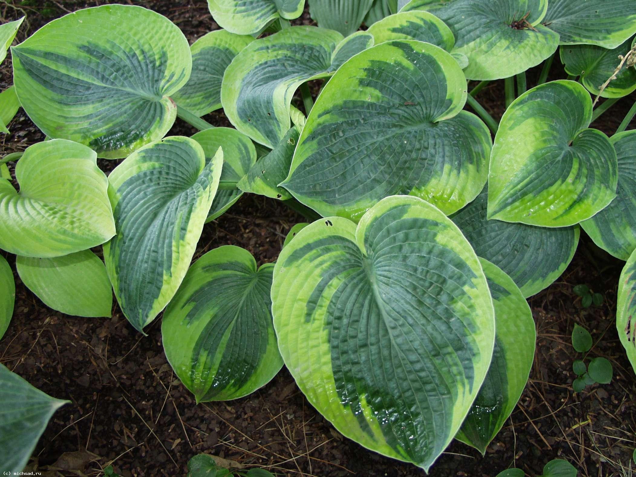 Хоста гибридная «Токудама Флавоцирциналис» - Hosta hybridum «Tokudama Flavocircinalis»