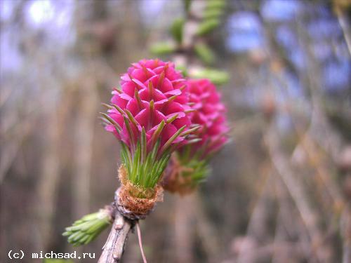 Лиственница европейская (опадающая) - Larix europaea (decidua) 