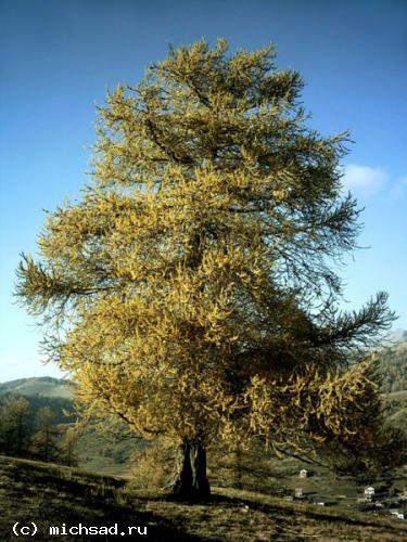 Лиственница европейская (опадающая) - Larix europaea (decidua) 