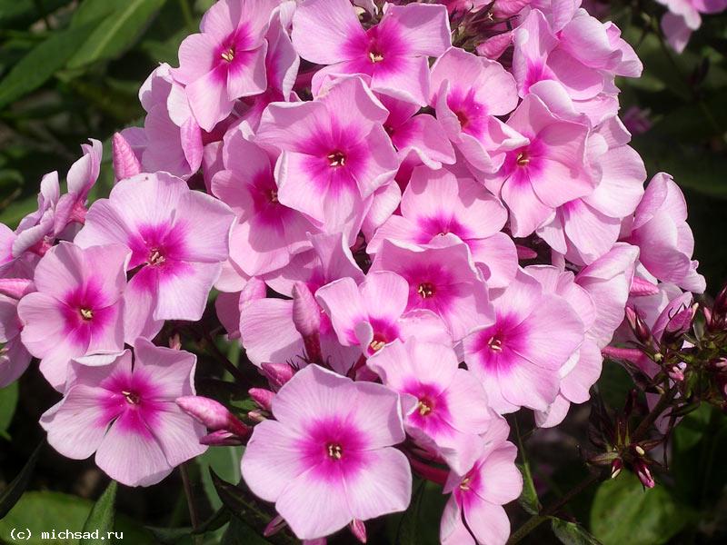 Флокс метельчатый «Яркие глаза» (Phlox Paniculata Grp ‘Bright Eyes’)